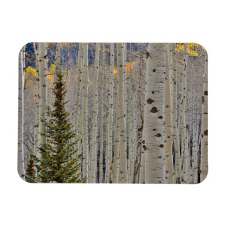 Magnet Flexible Aspen Groves d'automne | Colorado Montagnes Rocheu