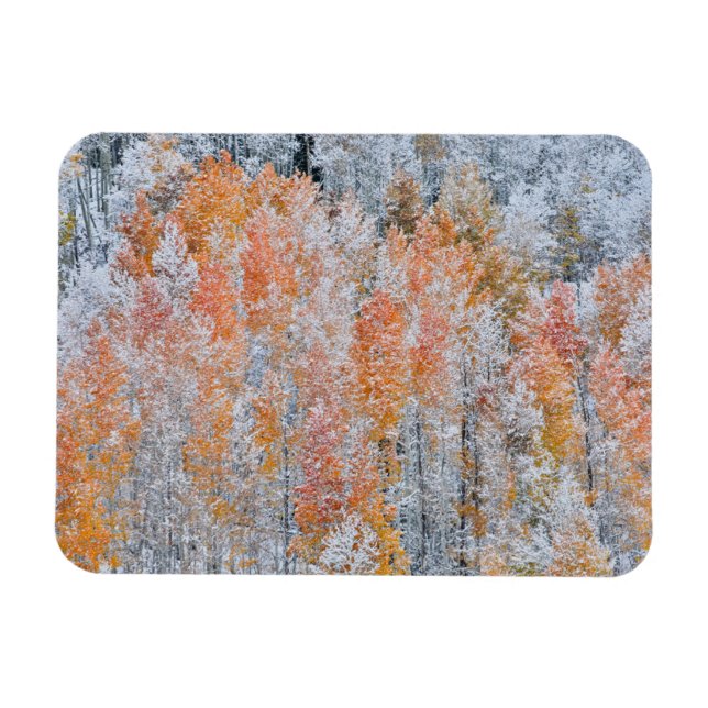 Magnet Flexible Aspens et neige | Montagnes Rocheuses, Colorado (Horizontal)
