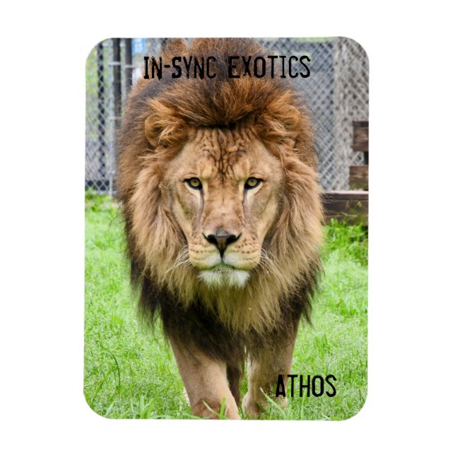 Magnet Flexible Athos Lion - (Vertical)
