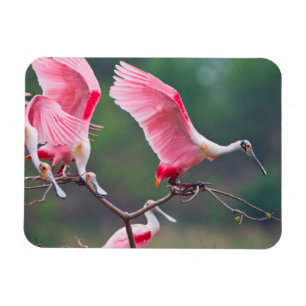Magnet Flexible Atterrissage des spatules de rose (Ajaia Ajaja)