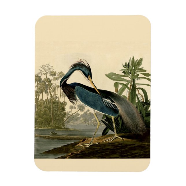 Magnet Flexible Audubon Louisiana Heron Birds America Art (Vertical)