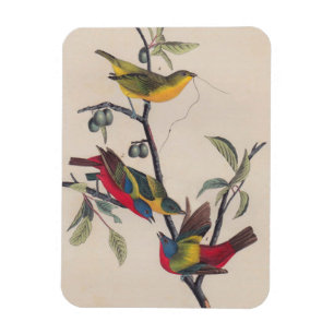 Magnet Flexible Audubon Peint Bunting Bird Wildlife