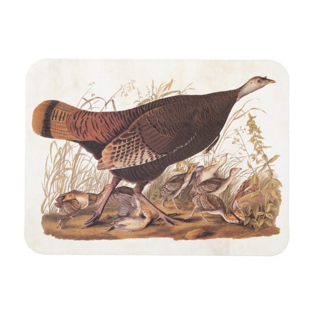 Magnet Flexible Audubon Wild Turkey Hen and Chicks à l'automne (Horizontal)