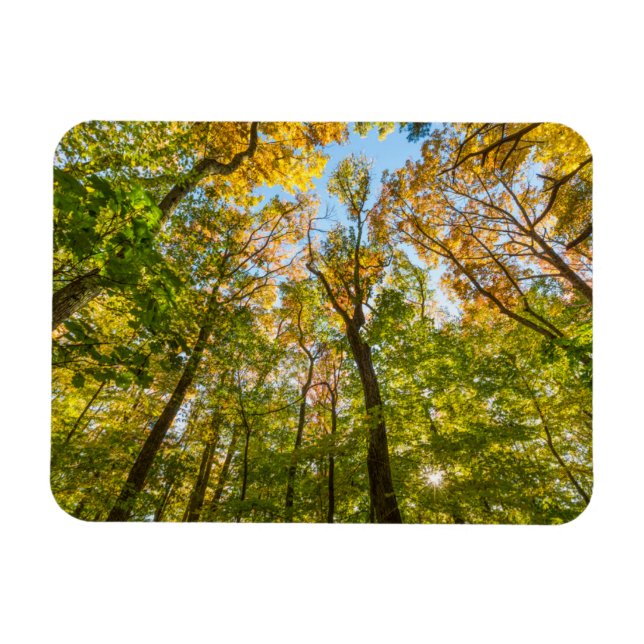 Magnet Flexible Automne dans une forêt à Amesbury, Massachusetts (Horizontal)