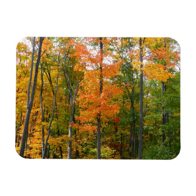 Magnet Flexible Automne Maple Trees Automne Photographie de la nat (Horizontal)