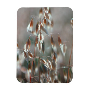 Magnet Flexible Avoine Mûre (Avena Sativa) Gros Plan. Ceres, Bolan