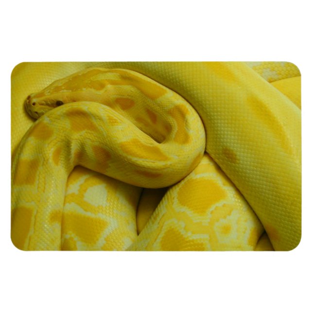 Magnet Flexible Awesome Yellow Burmese Python (Horizontal)