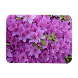 Magnet Flexible Azalées roses de ressort