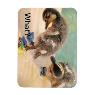 Magnet Flexible Baby Ducks regarde quoi ?