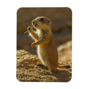 Magnet Flexible Baby prairie chien mangeant, Arizona