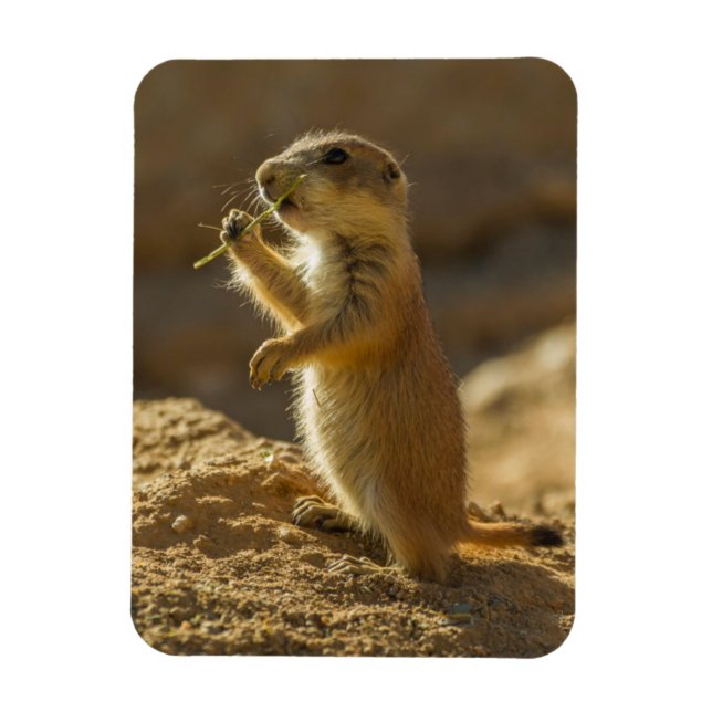 Magnet Flexible Baby prairie chien mangeant, Arizona (Vertical)