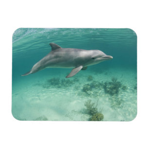 Magnet Flexible Bahamas, Grand Bahama Island, Freeport, Captif 6