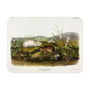 Magnet Flexible Baie d'Hudson (Collared Ungava) Lemming par Audubo