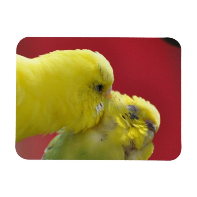 Magnet Flexible Baisez les Budgies ! (Horizontal)