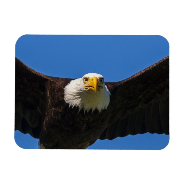 Magnet Flexible Bald Eagle Flyby Up Close (Horizontal)