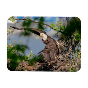 Magnet Flexible Bald Eagle quittant le nid