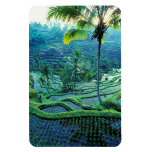 Magnet Flexible Bali   Vue D'Ensemble Des Terrasses De Riz