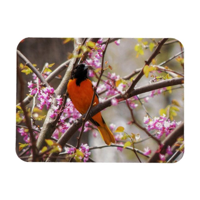 Magnet Flexible Baltimore Oriole (Horizontal)