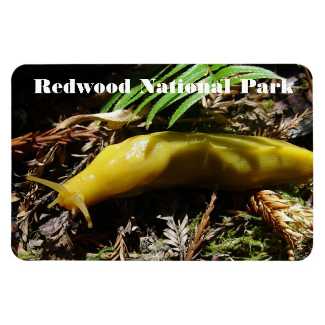 Magnet Flexible Banana Slug (Horizontal)