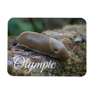Magnet Flexible Banana Slug sur Mossy Log Parc National Olympique