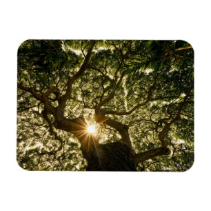 Magnet Flexible Banyan Tree Canopy Sunstar