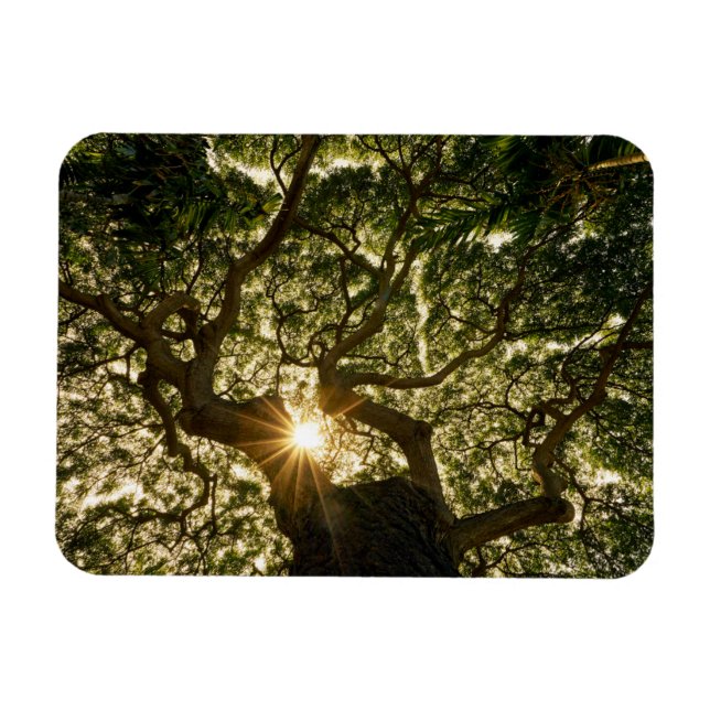 Magnet Flexible Banyan Tree Canopy Sunstar (Horizontal)