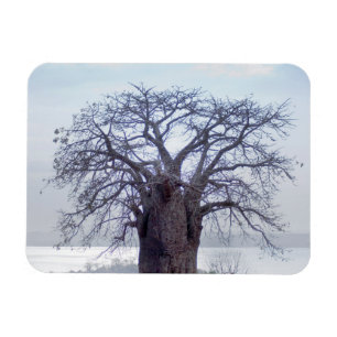 Magnet Flexible Baobab (Adansonia Digitata), Luanda