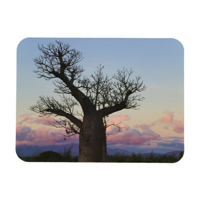 Magnet Flexible Baobab, Berenty, Toliara, Madagascar (Horizontal)