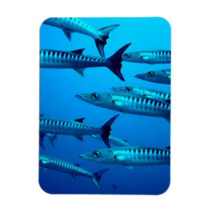 Magnet Flexible Barracudas