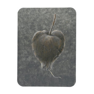 Magnet Flexible Barringtonia Acutangula 2