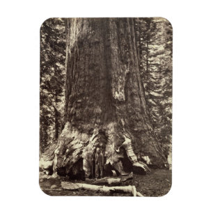 Magnet Flexible Base du géant du Grizzly, du livre 'Le Yosemite