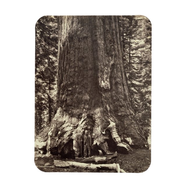 Magnet Flexible Base du géant du Grizzly, du livre 'Le Yosemite (Vertical)