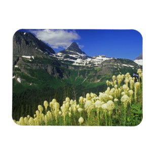 Magnet Flexible Beargrass au col Logan dans le parc national Glaci
