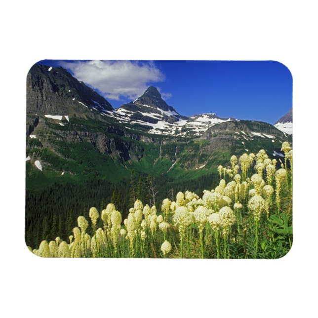 Magnet Flexible Beargrass au col Logan dans le parc national Glaci (Horizontal)
