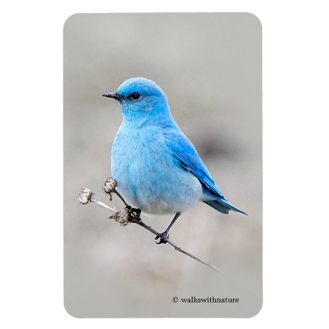Magnet Flexible Beau Bluebird de montagne (Vertical)