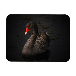 Magnet Flexible Beau cygne noir avec un bec rouge vif