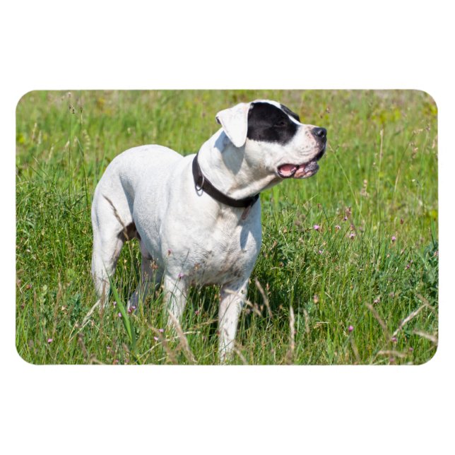 Magnet Flexible Beau Dogo Argentino (Horizontal)