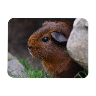 Magnet Flexible Beau, Lisse, Or Agouti Guinée Pig