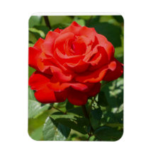 Beauté de rose