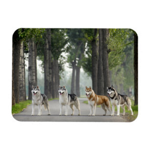 Magnet Flexible Beautiful Husky Dogs on Nature Trail