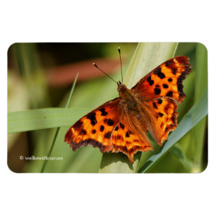 Magnet Flexible Beautiful Orange Satyr Comma Butterfly