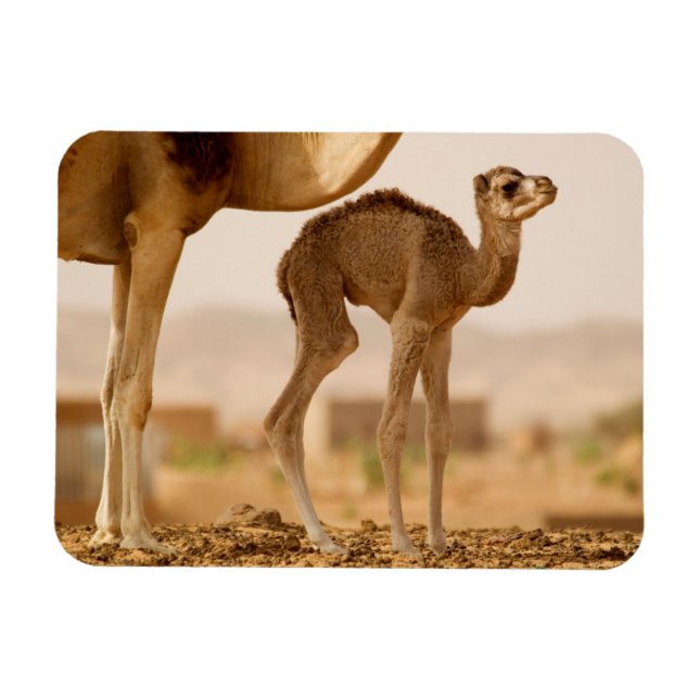Magnet Flexible Bébé Camel (Horizontal)