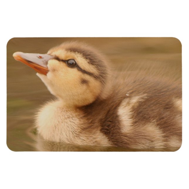 Magnet Flexible Bébé Canards Canard Oiseaux Animaux sauvages Malla (Horizontal)