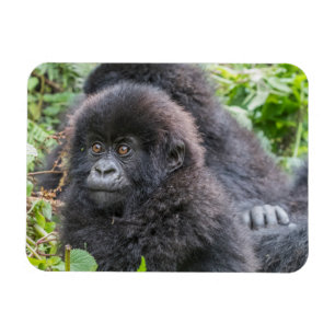 Magnet Flexible Bébé gorille des montagnes