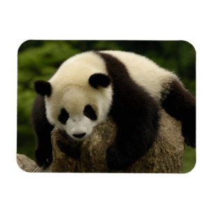 Magnet Flexible Bébé panda géant (Ailuropoda melanoleuca)