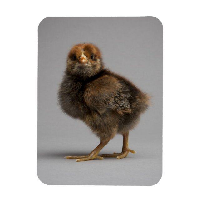 Magnet Flexible Bébé poulet (Vertical)