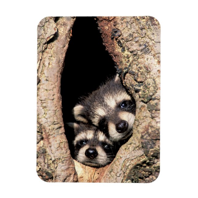Magnet Flexible Bébé Raccoons se jetant dans l'arbre (Vertical)