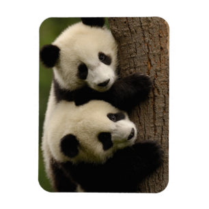 Magnet Flexible Bébés de panda géant (Ailuropoda melanoleuca) 2