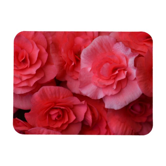 Magnet Flexible Bégonie rose luxuriante (Horizontal)