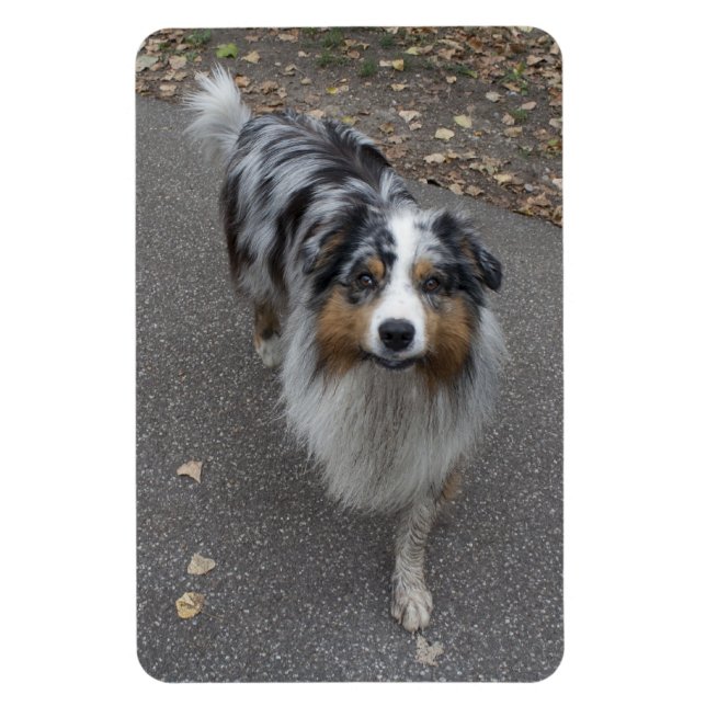 Magnet Flexible Belle Aussie multicolore (Vertical)